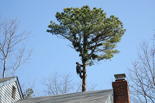 Best Tree Risk Assessment  in Centrevle, IL