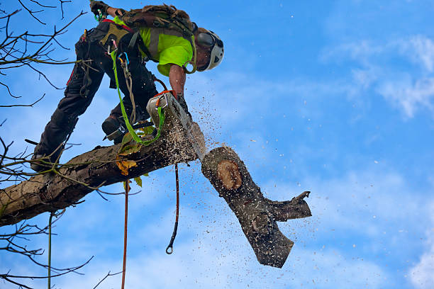 Best Stump Grinding and Removal  in Centrevle, IL