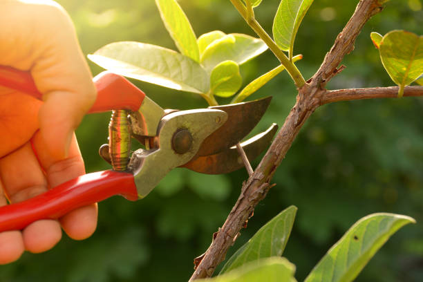  Centrevle, IL Tree Services Pros