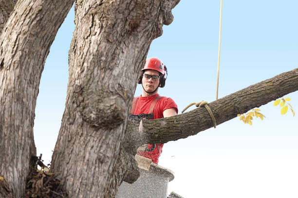 Best Hedge Trimming  in Centrevle, IL